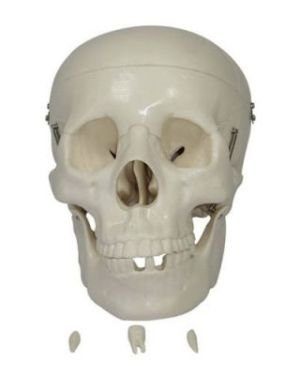 Alquiler replica craneo humano escala real